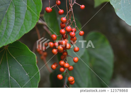 Yellow fruit 12379868