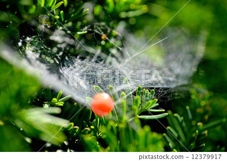 蜘蛛網和紅豆杉樹堅果 12379917