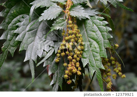 Kusakoakaso 12379921