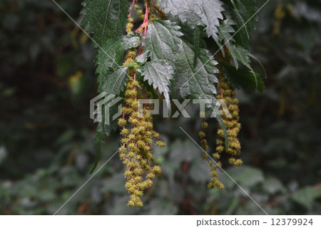 Kusakoakaso 12379924