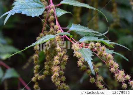 Cusacoacaso 12379925