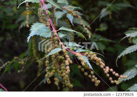 Kusakoakaso 12379926