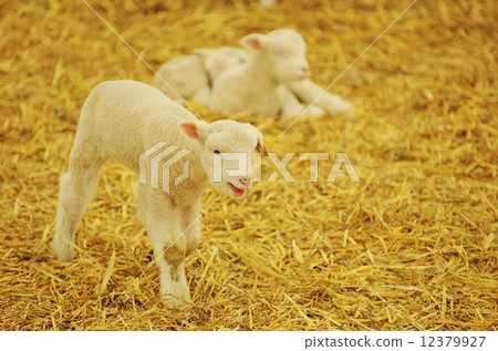 一隻小羊 12379927