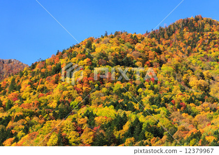 Furano, Hokkaido Forest of autumnal leaves 12379967