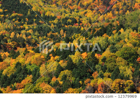 富良野，北海道秋葉森林 12379969