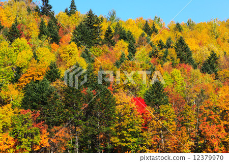 富良野,北海道秋葉的森林 富良野,北海道秋葉的森林 12379970