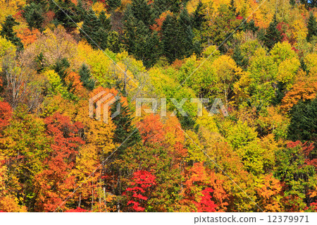 Furano, Hokkaido Forest of autumn leaves 12379971