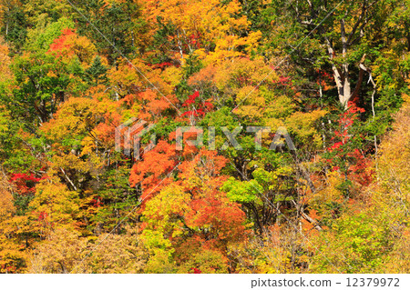 Furano, Hokkaido Forest of autumn leaves Furano, Hokkaido Forest of autumn leaves 12379972
