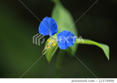 Natural plants Tsutsuka, blue of the petal is used when opening the drawing of the dyed and the whole grass seems to be a herbal medicine 12379996