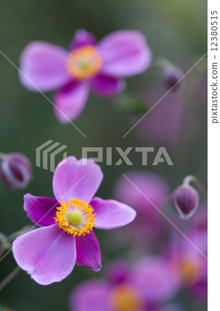 Shumayigiku Shumayigiku 12380515