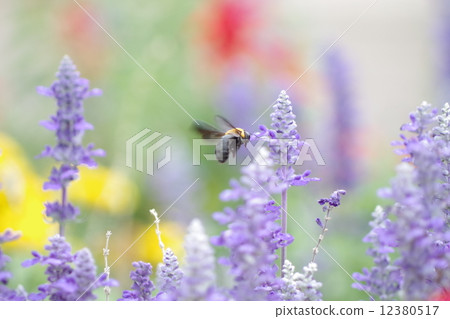 熊和薰衣草 熊和薰衣草 12380517