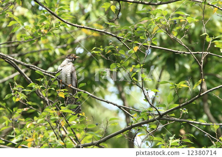 Living creatures Birds Tsutsumori, there are many things that often lies in high well-lodged high birds that are often overlooked Living creatures Birds Tsutsumori, there are many things that often lies in high well-lodged high birds that are often overlooked 12380714