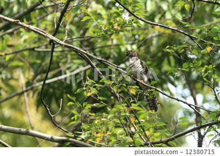 在活體野生鳥類中，在秋季遷徙公園，你可以看到今年出生的幼鳥的出現，即使在城市公園也是如此 12380715