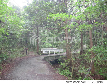 森林小徑 12380980