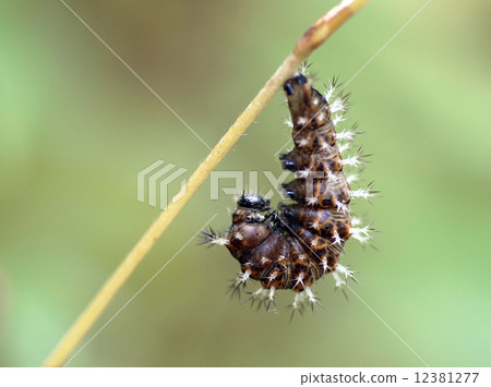 Purple larvae of Ruritateja 12381277