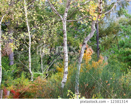 early autumn early autumn 12381314