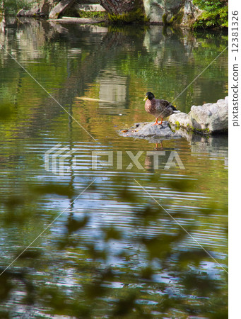 Eikendo Duck of an evacuation pond Eikendo Duck of an evacuation pond 12381326