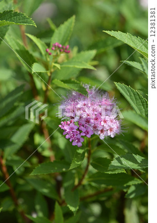 Shimotsuke (Shimono) 12381381