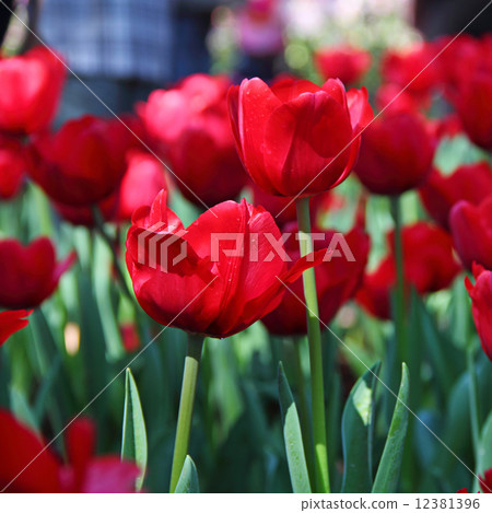beautiful red tulips beautiful red tulips 12381396