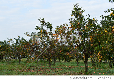 水果田柿子 12381565