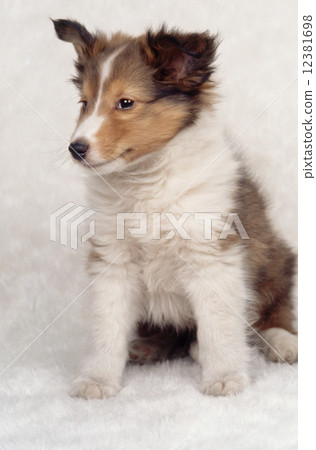 Cute little puppy 12381698