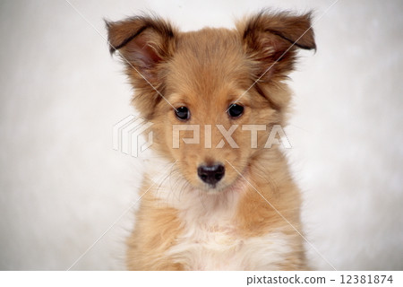 Cute little puppy 12381874
