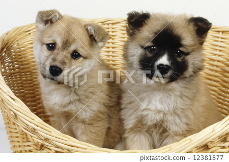 Cute little puppy Cute little puppy 12381877