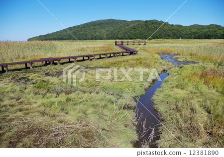 Wetland with tree path Wetland with tree path 12381890