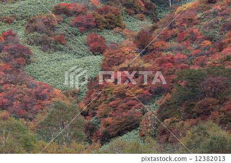 那須茶秋天的森林登山道(4)靠近山腳站 那須茶秋天的森林登山道(4)靠近山腳站 12382013