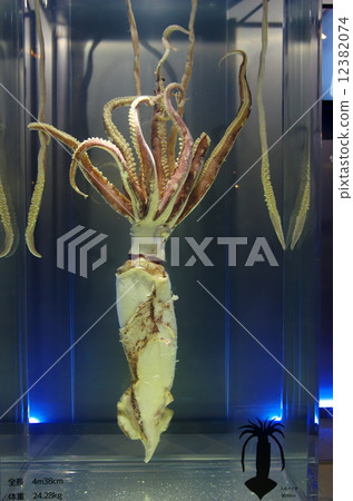 巨型魷魚 12382074