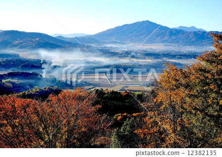 高山的山櫻桃樹 12382135