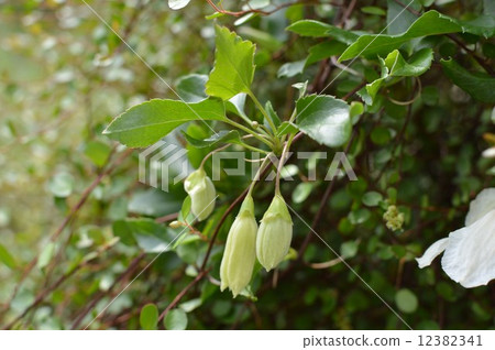 鐵線蓮芽 鐵線蓮芽 12382341