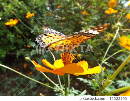 Zuma giuna Zuma giuna 12382393