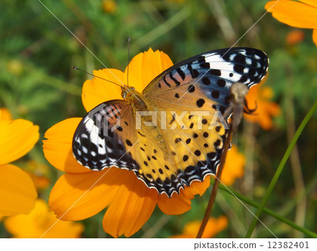 Zuma giuna Zuma giuna 12382401