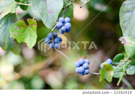 Fruit of Aotutsurafuji 12382418