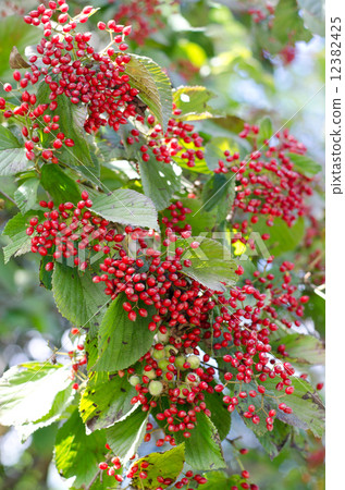 Viburnum Viburnum 12382425