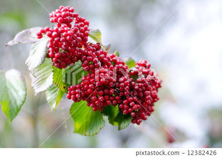 Viburnum Viburnum 12382426