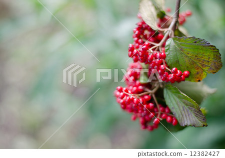 Viburnum Viburnum 12382427