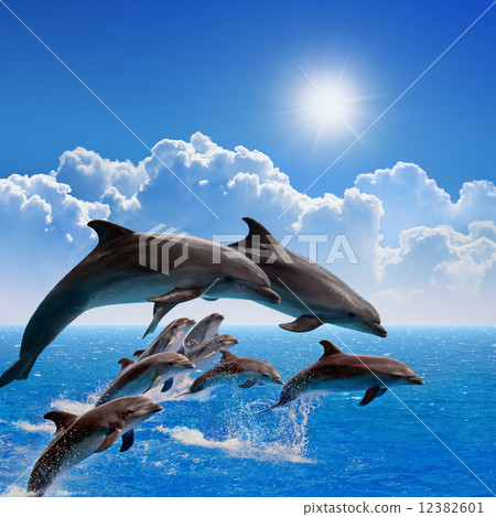 Jumping dolphins Jumping dolphins 12382601