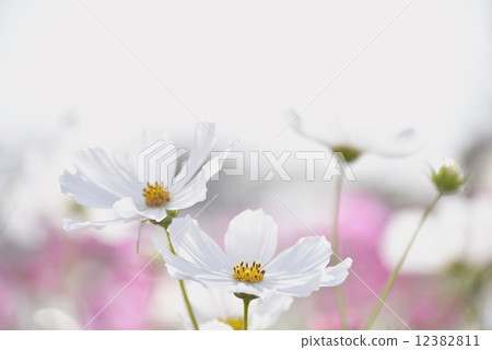 White cosmos 12382811