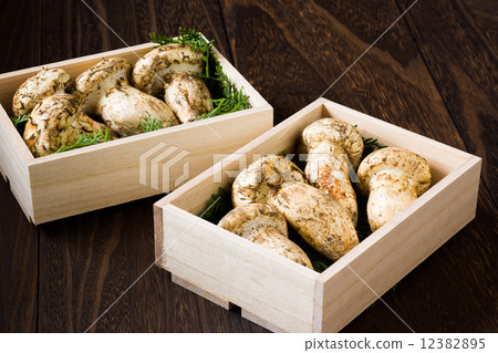 Matsutake mushroom abroad 12382895