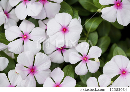 Nichinichiso 12383084