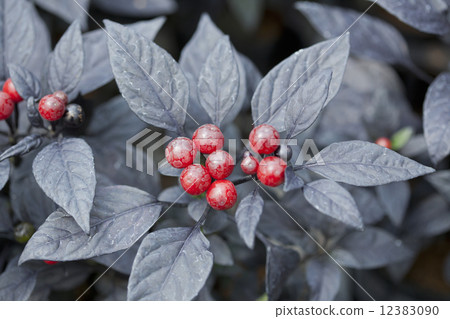 Goshiki辣椒黑珍珠 12383090