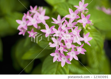 五硫化二磷 12383091