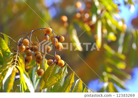 Mukuroji果子和藍天 12383269