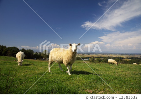 新年卡材料北海道的羊 新年卡材料北海道的羊 12383532