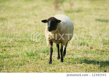 New Year's Card material Hokkaido's sheep New Year's Card material Hokkaido's sheep 12383541