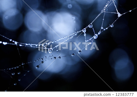 蜘蛛網 蜘蛛網 12383777