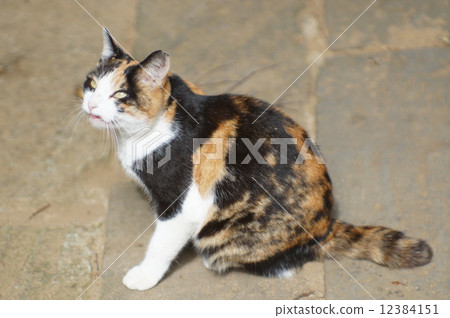 cat cat 12384151