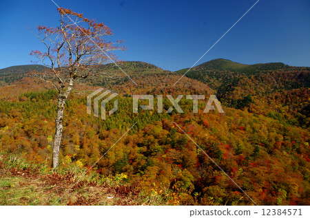 Bandai Azuma's autumn leaves 12384571